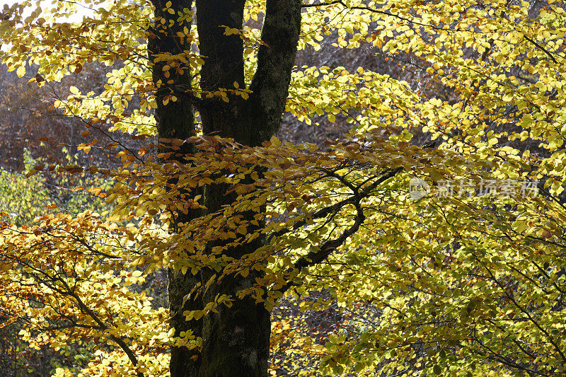 Irati forest，潘普洛纳，纳瓦拉，西班牙。